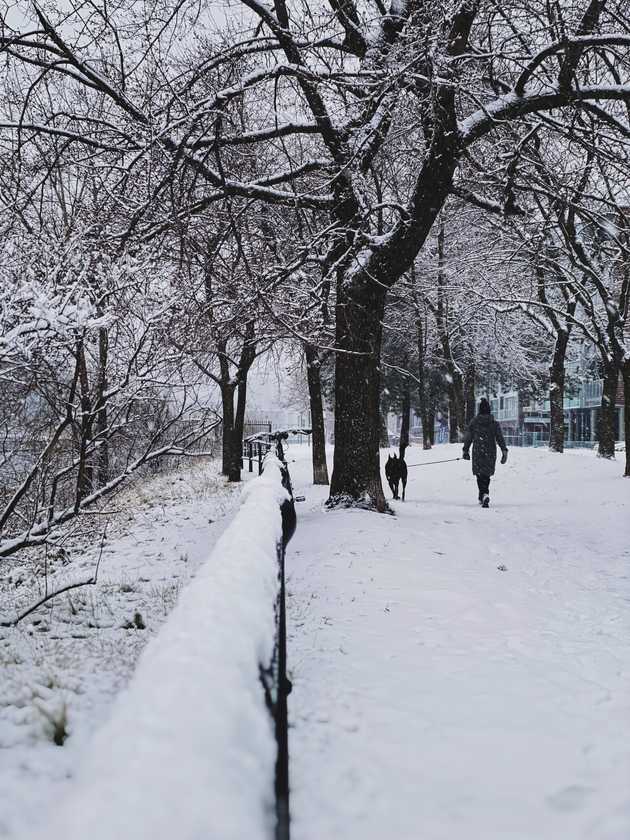 First snow in Montreal. A woman walks her dog in the snow.