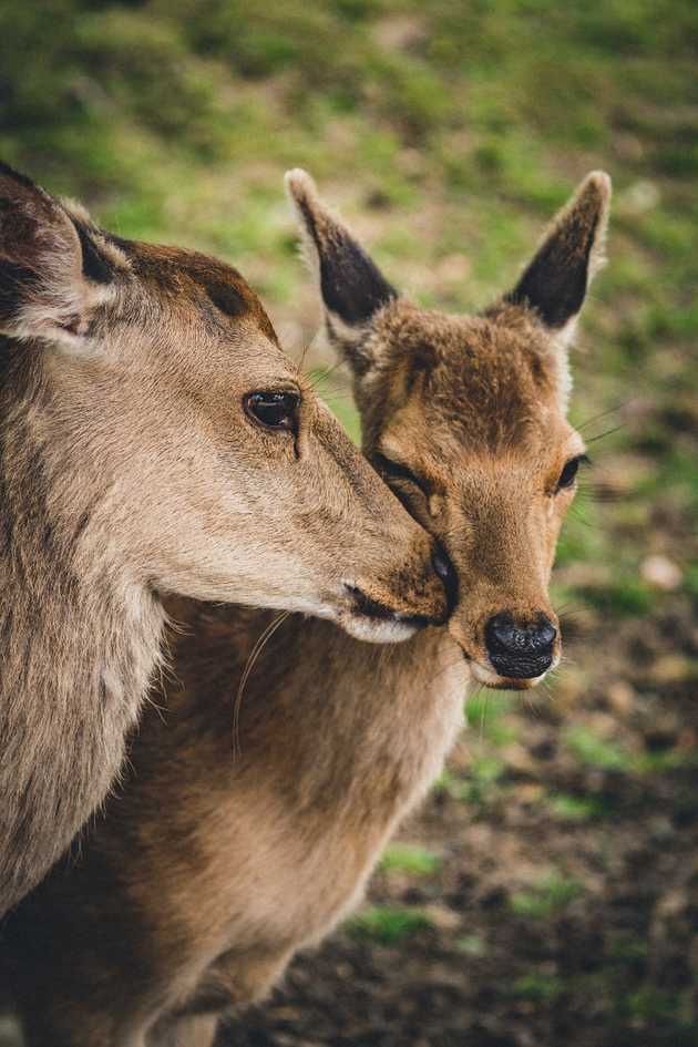 Getaway to Nara. This was the cutest couple.