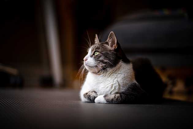 Freya, the cat, looking out the window